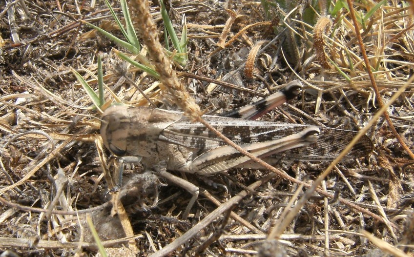 Locusta migratoria